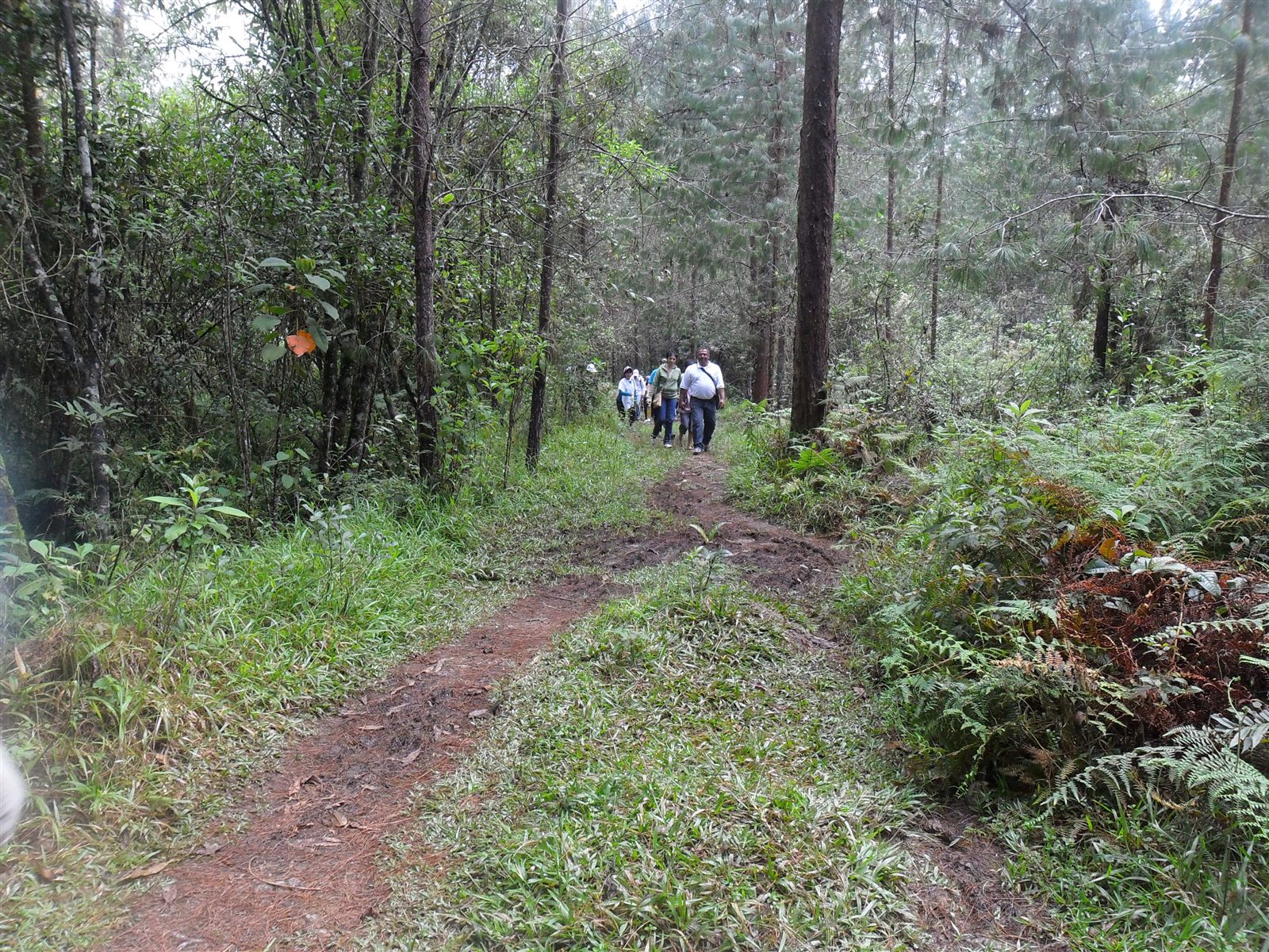 Participantes caminando por un sendero rodeado de bosque